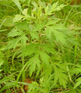 Artemisia ArYi