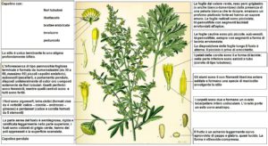 Artemisia absinthium