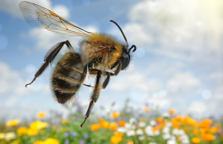 Salvar las abejas es salvar la vida