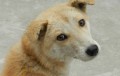 https://www.animalsasia.org/it/our-work/cat-and-dog-welfare/