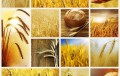 Monococco per la prevenzione della Celichia