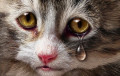 Animals feel pain like humans
